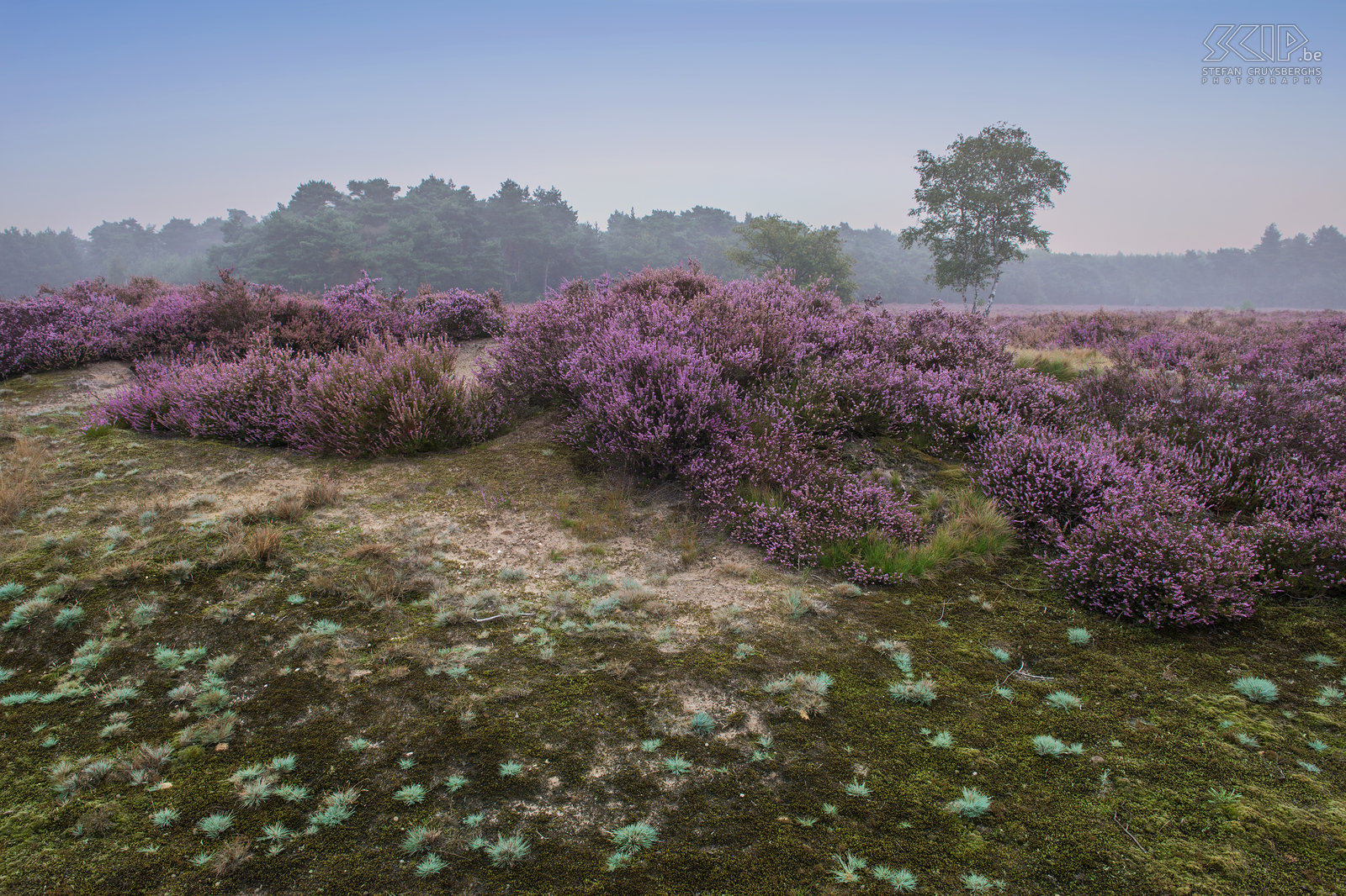 Blooming heathland - Heuvelse heide The most interesting time for landscape photographers in my home region the Kempen is definitely the blooming period of the heather in late August. This year it was a two weeks earlier than other years. I woke up early multiple times to photograph the sunrise at the heathlands of the Blekerheide and the Heuvelse heide in my hometown Lommel.<br />
 Stefan Cruysberghs